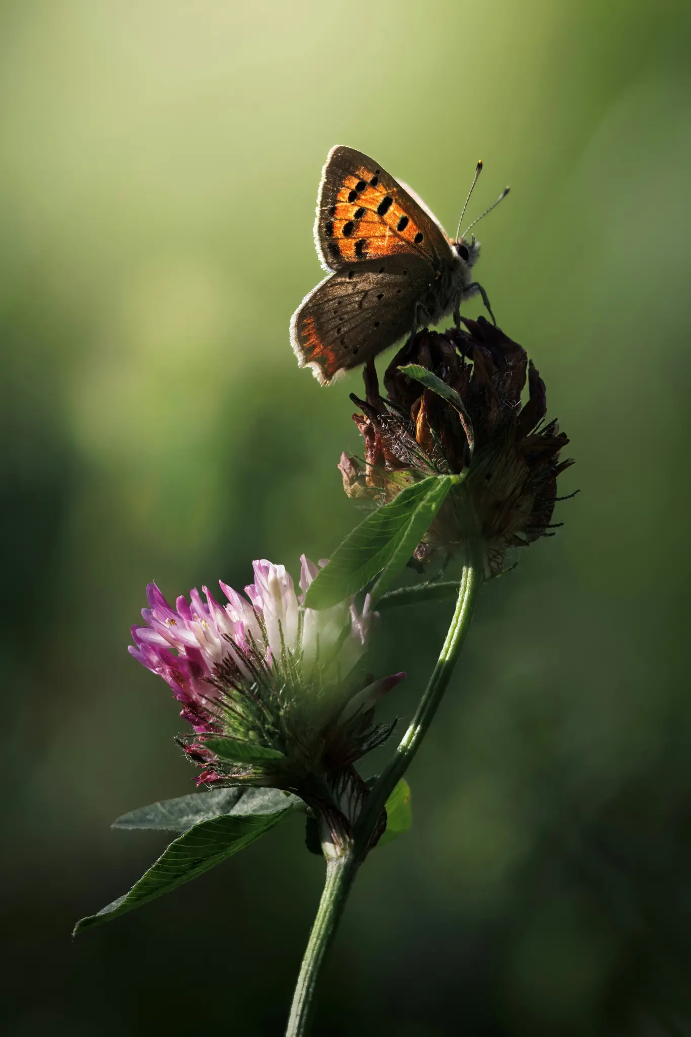 A small copper butterfly with bright orange and black spotted wings rests on a brown, dried flower head. Below it, a fresh…
