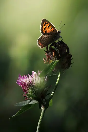 A small copper butterfly with bright orange and black spotted wings rests on a brown, dried flower head. Below it, a fresh…