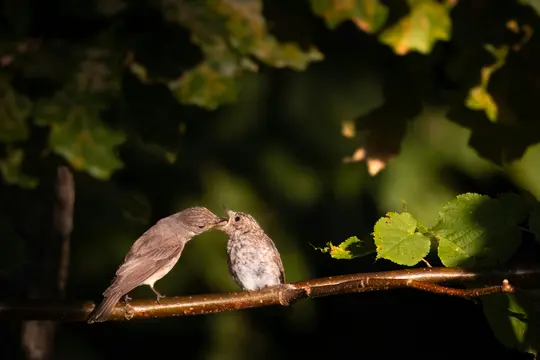 A small, plain brown bird feeds a smaller, speckled bird with its beak open, both perched on a brown branch.