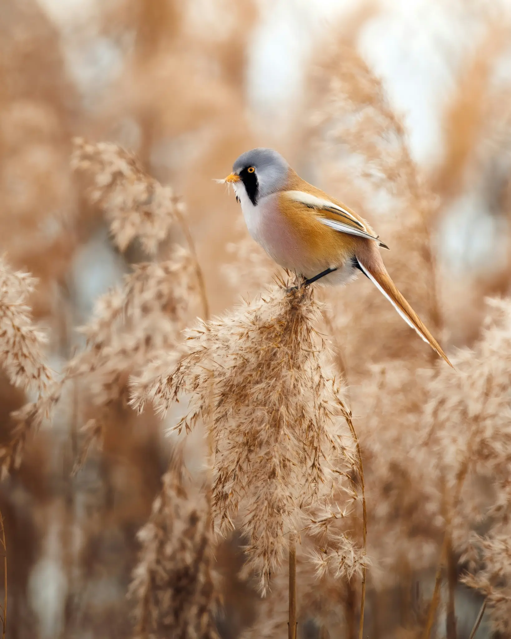 A small, fluffy bird with a grey head, black mask, and orange-brown body perches on a cluster of dried, feathery reeds.