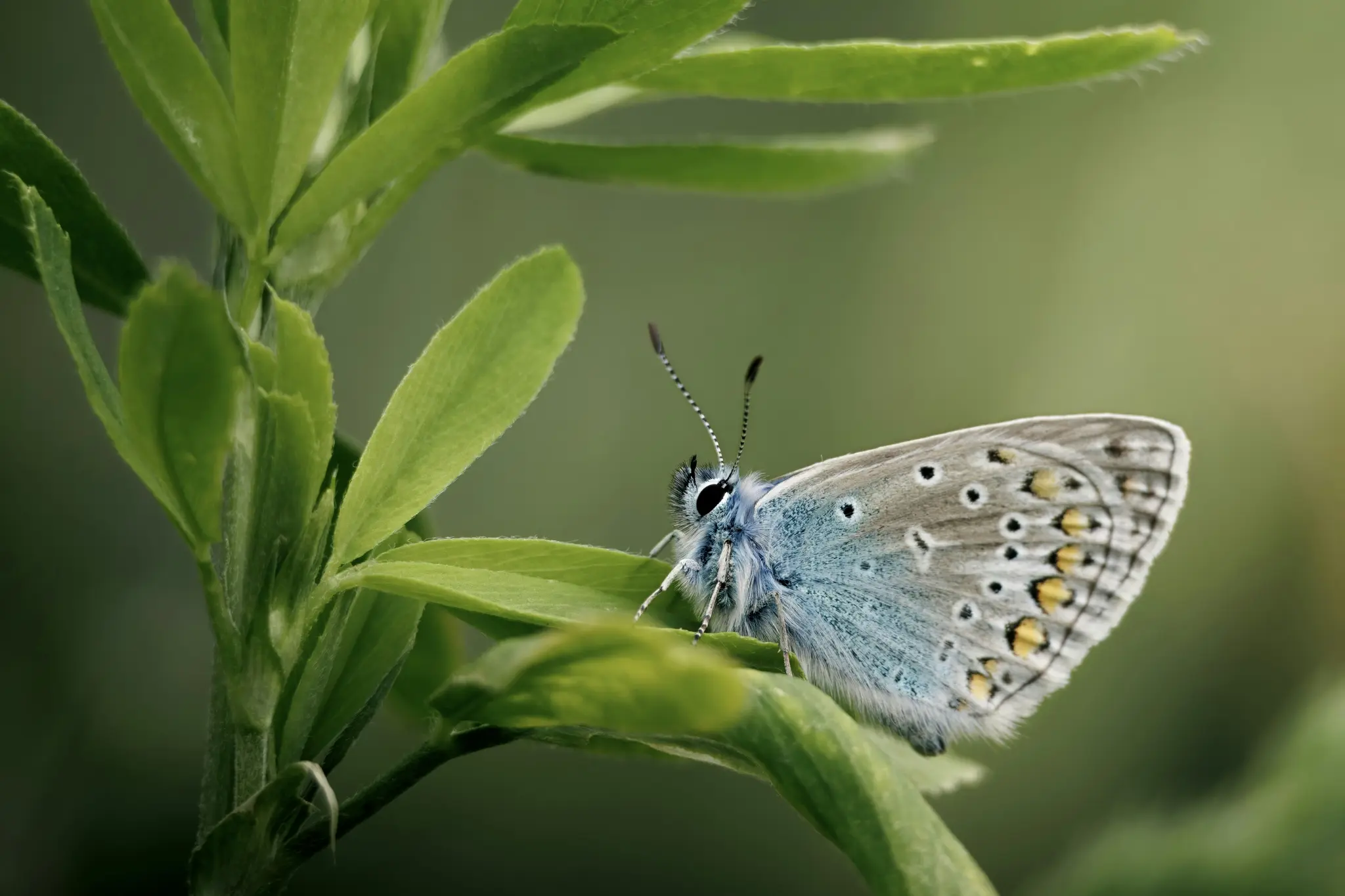 A macro shot of a small blue butterfly with intricate wing patterns resting on a vibrant green plant stem.