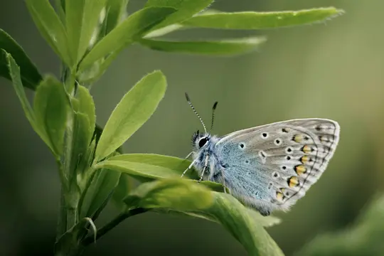 A macro shot of a small blue butterfly with intricate wing patterns resting on a vibrant green plant stem.