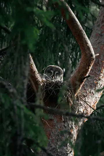 Un grand-duc de Laplandie avec de grands yeux sombres et un plumage gris-blanc est assis dans un nid de brindilles entre deux