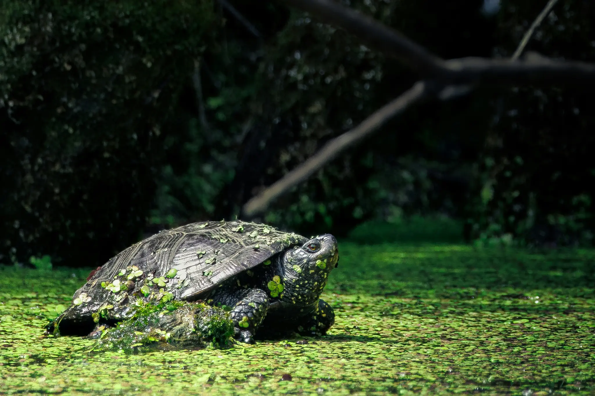 A dark-shelled turtle with green duckweed on its shell and head, partially submerged in a pond covered in duckweed.