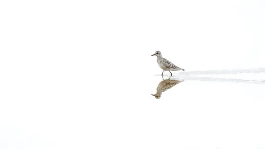 Ein kleiner, gesprenkelter Vogel mit dunklem Schnabel geht durch flaches Wasser, seine Spiegelung ist darunter sichtbar. Der