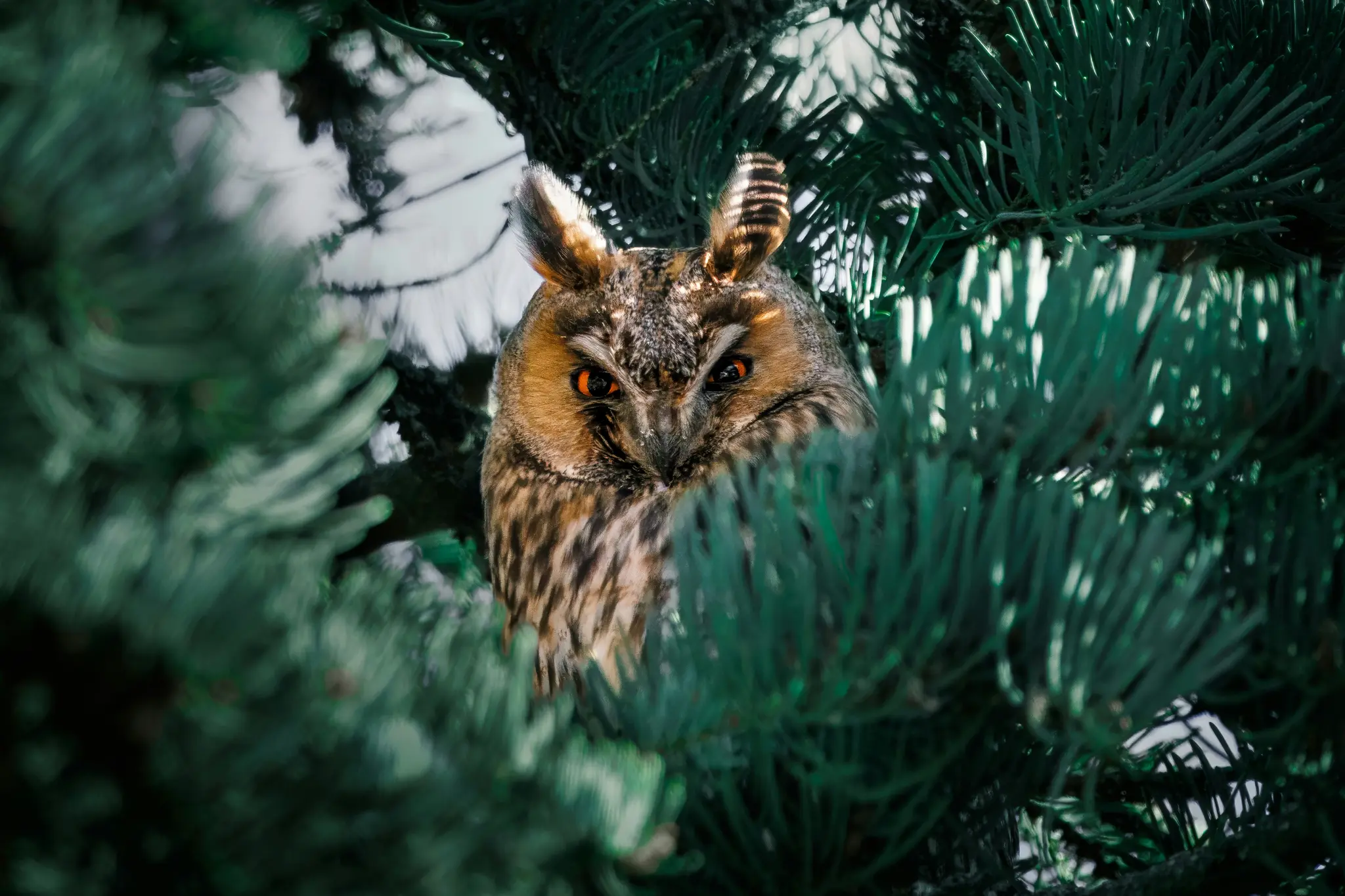 A long-eared owl with striking orange eyes peers out from behind dark green pine needles, its brown and white feathers…