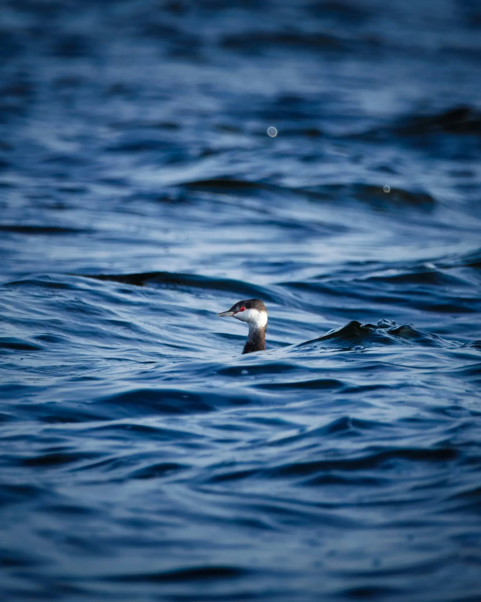 A small bird with a black and white head and a red patch around its eye swims in dark blue, rippling water.