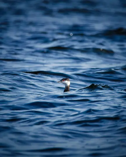 A small bird with a black and white head and a red patch around its eye swims in dark blue, rippling water.