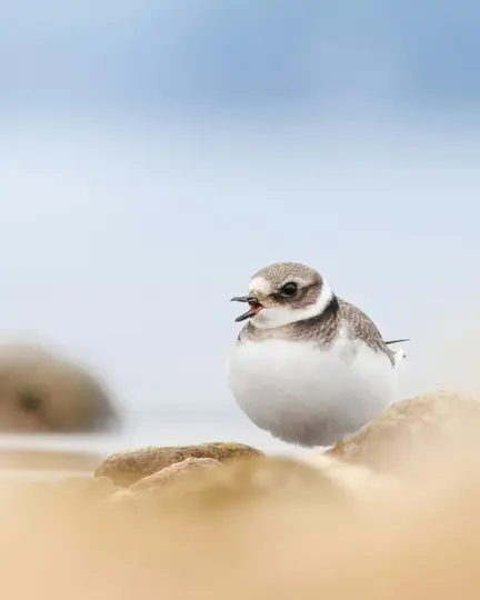 A close-up shot of a small plover bird with brown and white feathers, standing on mossy rocks. Its beak is open, revealing…