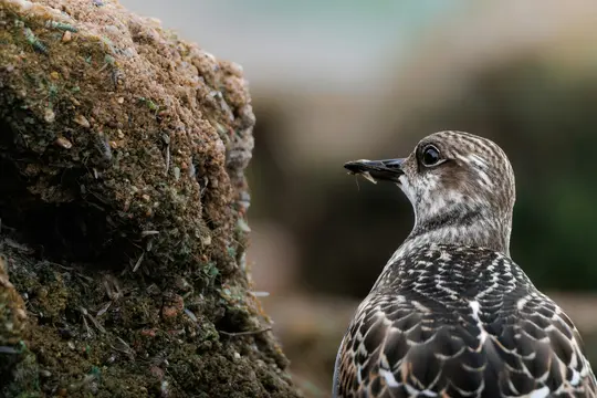 A close-up of a bird with brown, black, and white patterned feathers, facing left towards a rough, earthy mound.