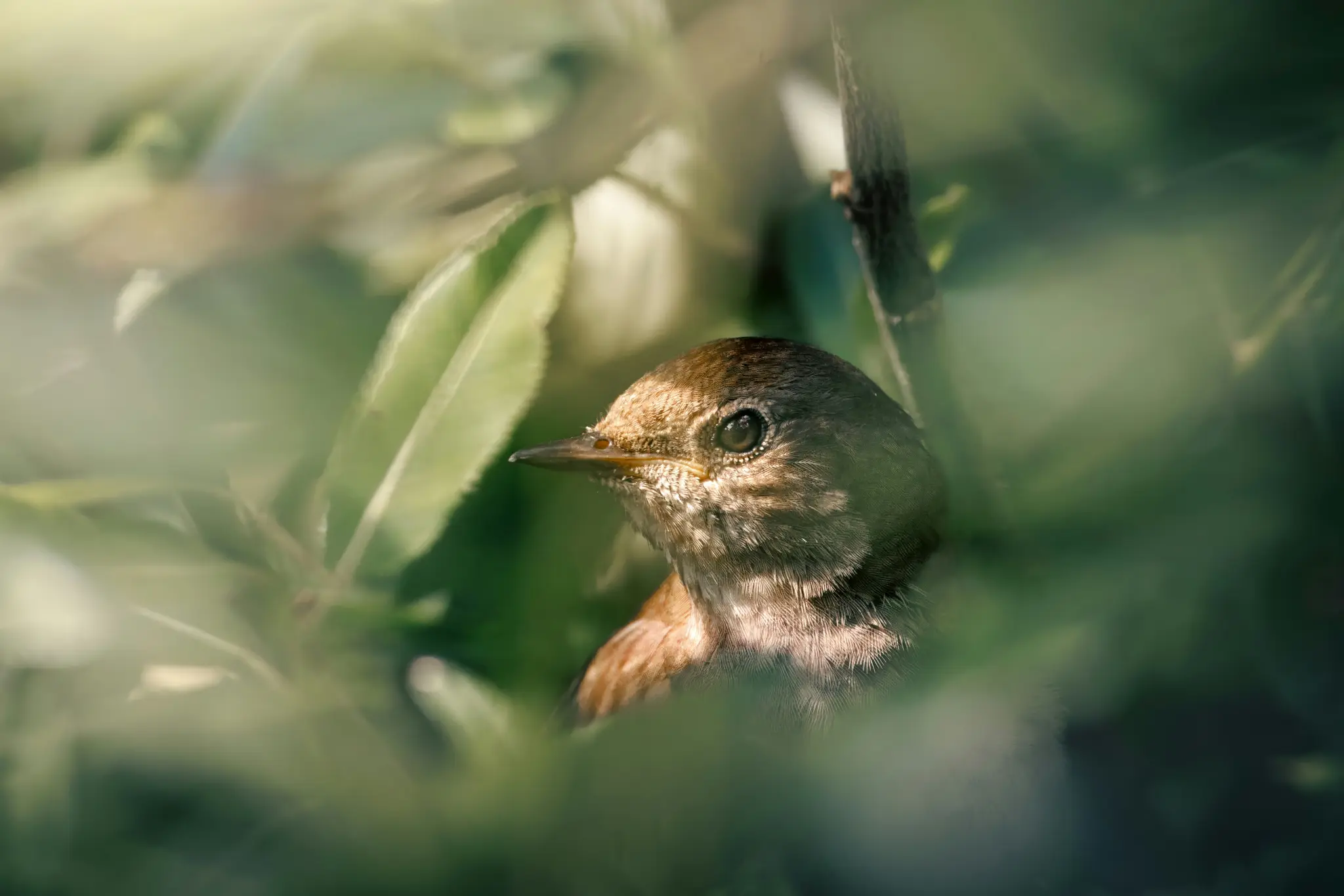 A close-up shot of a small brown bird, possibly a nightingale, peeking through lush green leaves. The bird's head and upper…