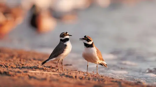 Two little ringed plovers, one facing left and one facing right with its beak open, stand on a sandy shore at golden hour.