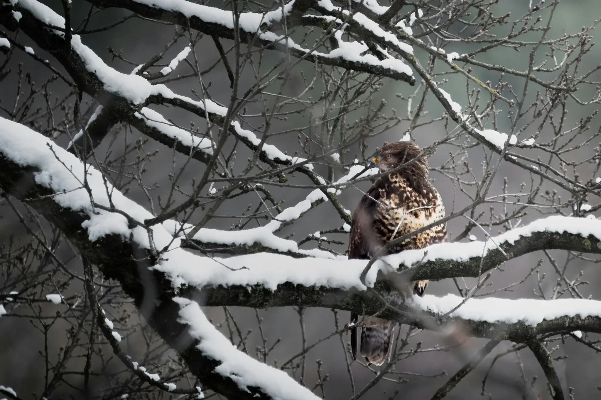 A brown and white patterned bird of prey with a yellow beak is perched on a thick, snow-covered tree branch, surrounded by…