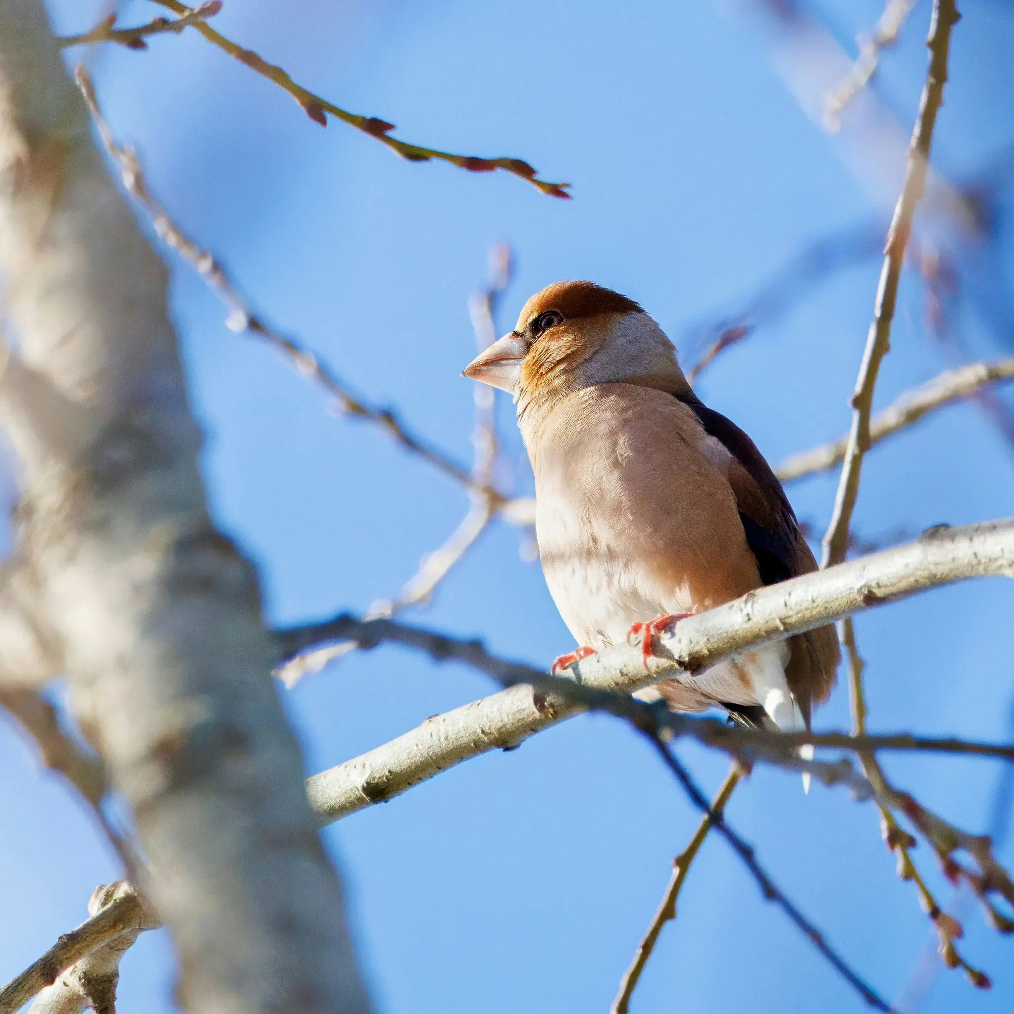 A close-up shot of a brown and beige bird with a black eye and red feet, perched on a bare tree branch. The background is a…