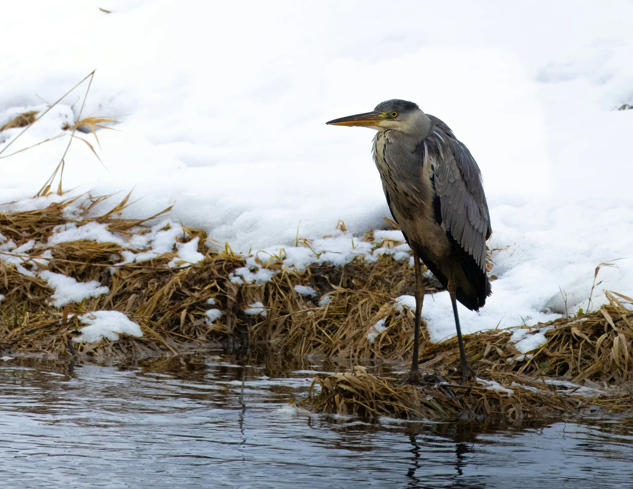 A grey heron with a yellow beak stands on a snow-covered bank of dried brown grass, next to dark water.