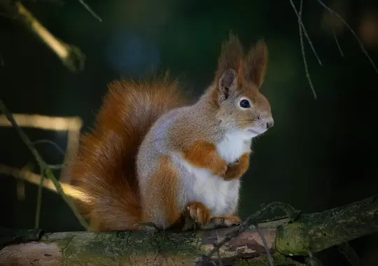 A red squirrel with large ear tufts and a bushy tail sits upright on a moss-covered tree branch, looking to the right.