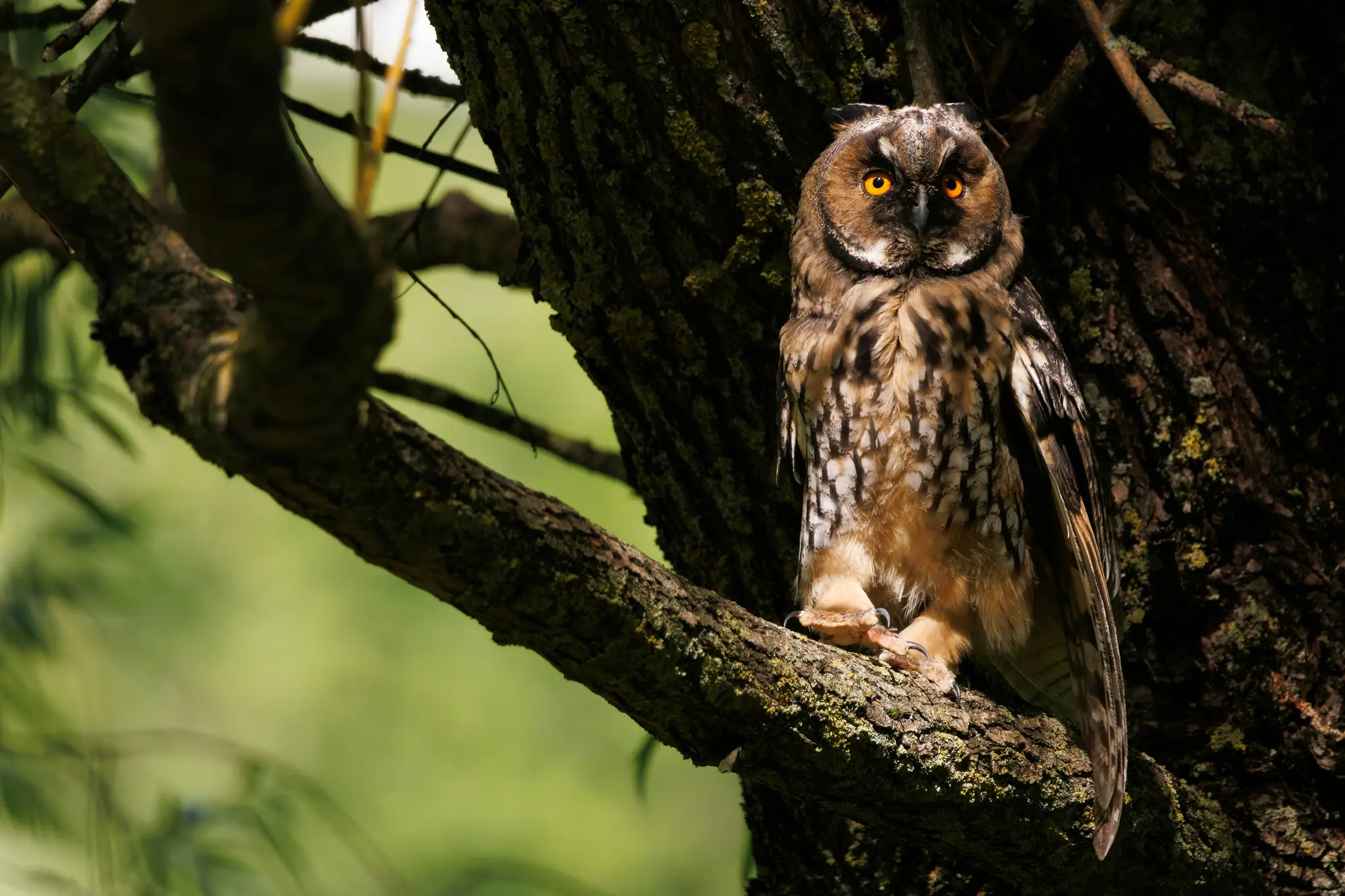 A long-eared owl with mottled brown and white feathers and striking orange eyes perches on a moss-covered tree branch.
