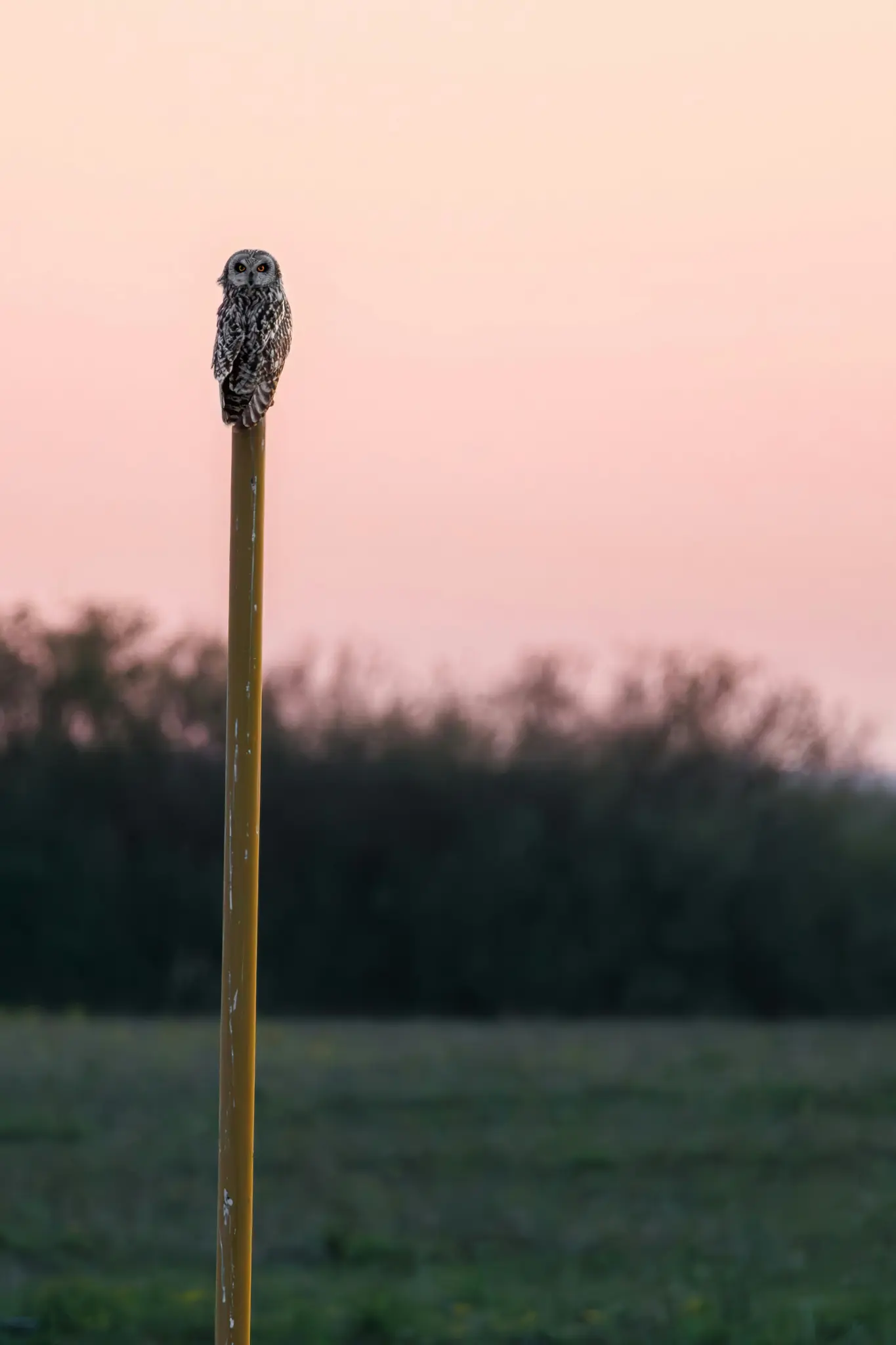 A small, mottled grey and white owl with dark eyes sits atop a yellow pole. The background features a soft pink and orange…