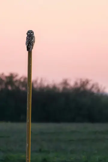 A small, mottled grey and white owl with dark eyes sits atop a yellow pole. The background features a soft pink and orange…