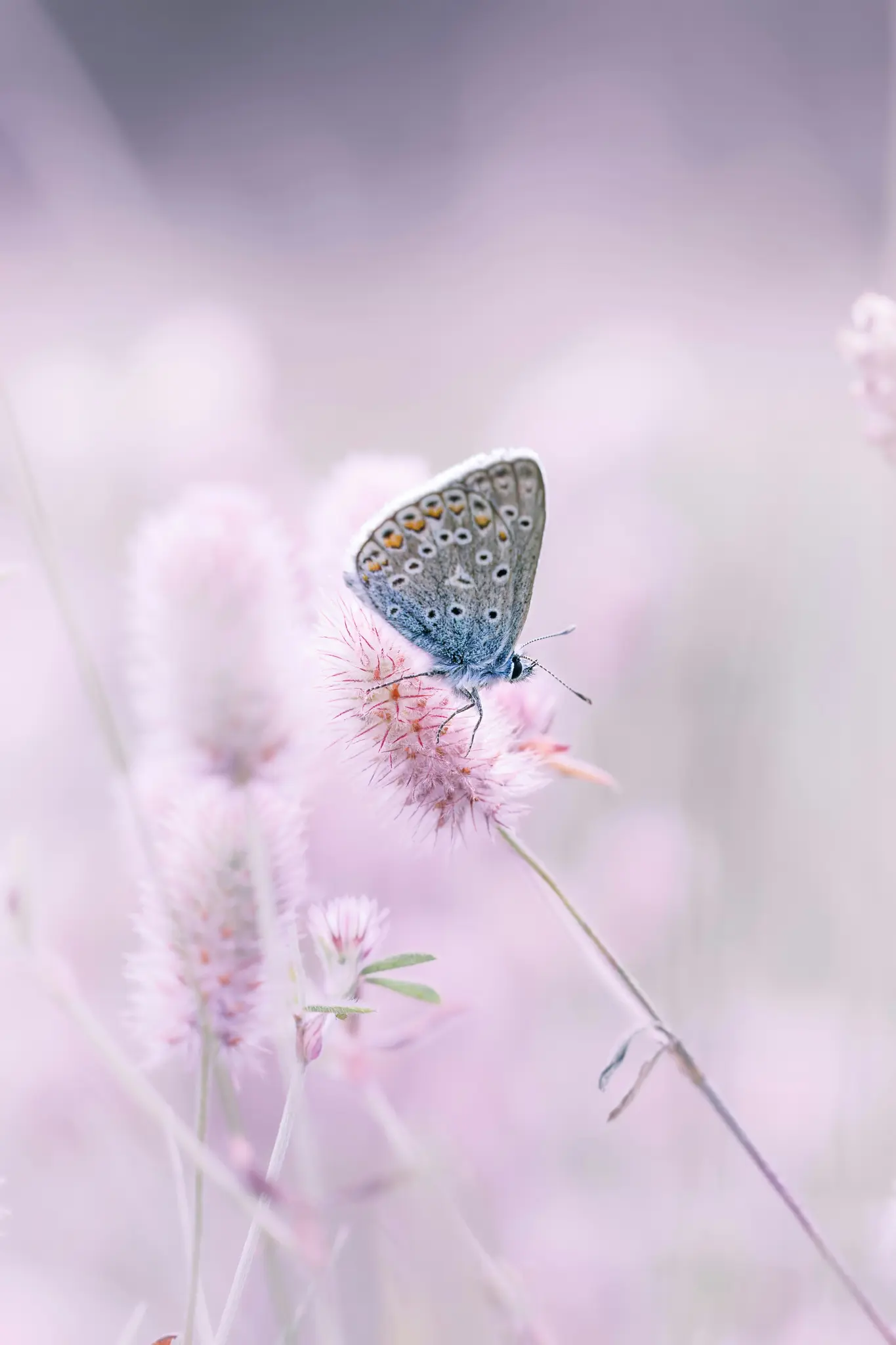A small blue butterfly with intricate patterns on its wings is perched delicately on a soft pink, fluffy flower.