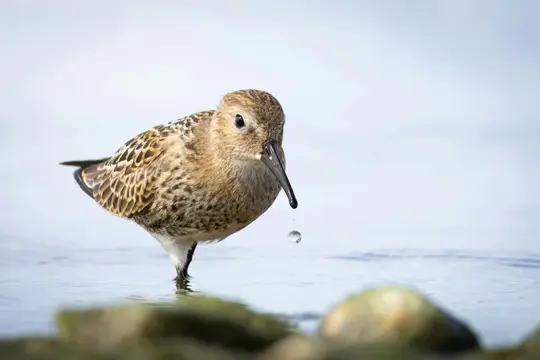 A small, brown and white bird with a long, dark beak stands in shallow water, a perfect spherical water droplet falling…