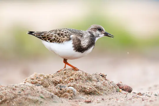 En lille fugl, muligvis en stenvender, står på en sandbunke. Den har plettet brun og hvid fjerdragt og orange ben.