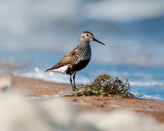 A small shorebird with speckled brown and white feathers stands on a wet sandy beach next to a small pile of dark green…