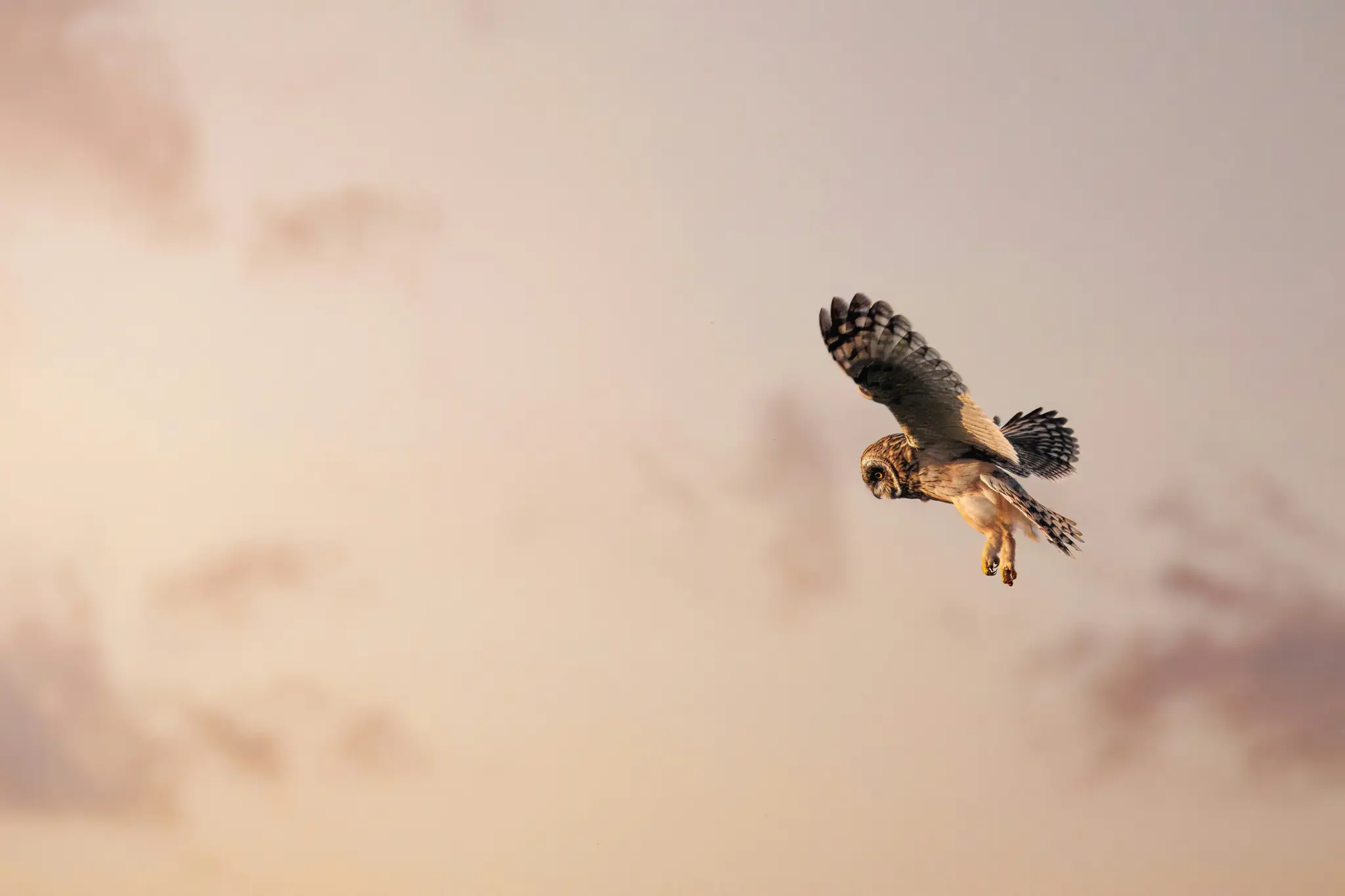 A short-eared owl with brown, white, and grey plumage flies across a soft, warm-toned sky with faint clouds.