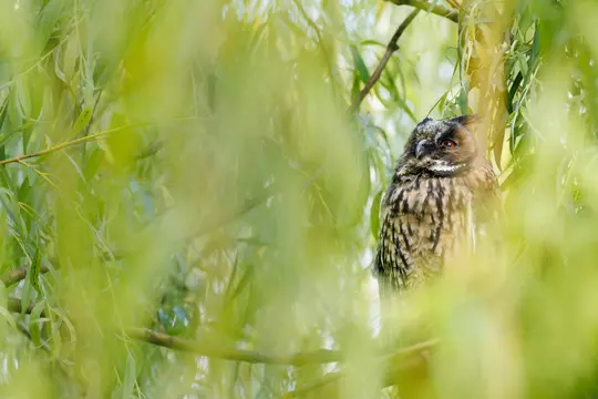 A long-eared owl with brown and white mottled feathers and orange eyes peeks from behind bright green, out-of-focus leaves.