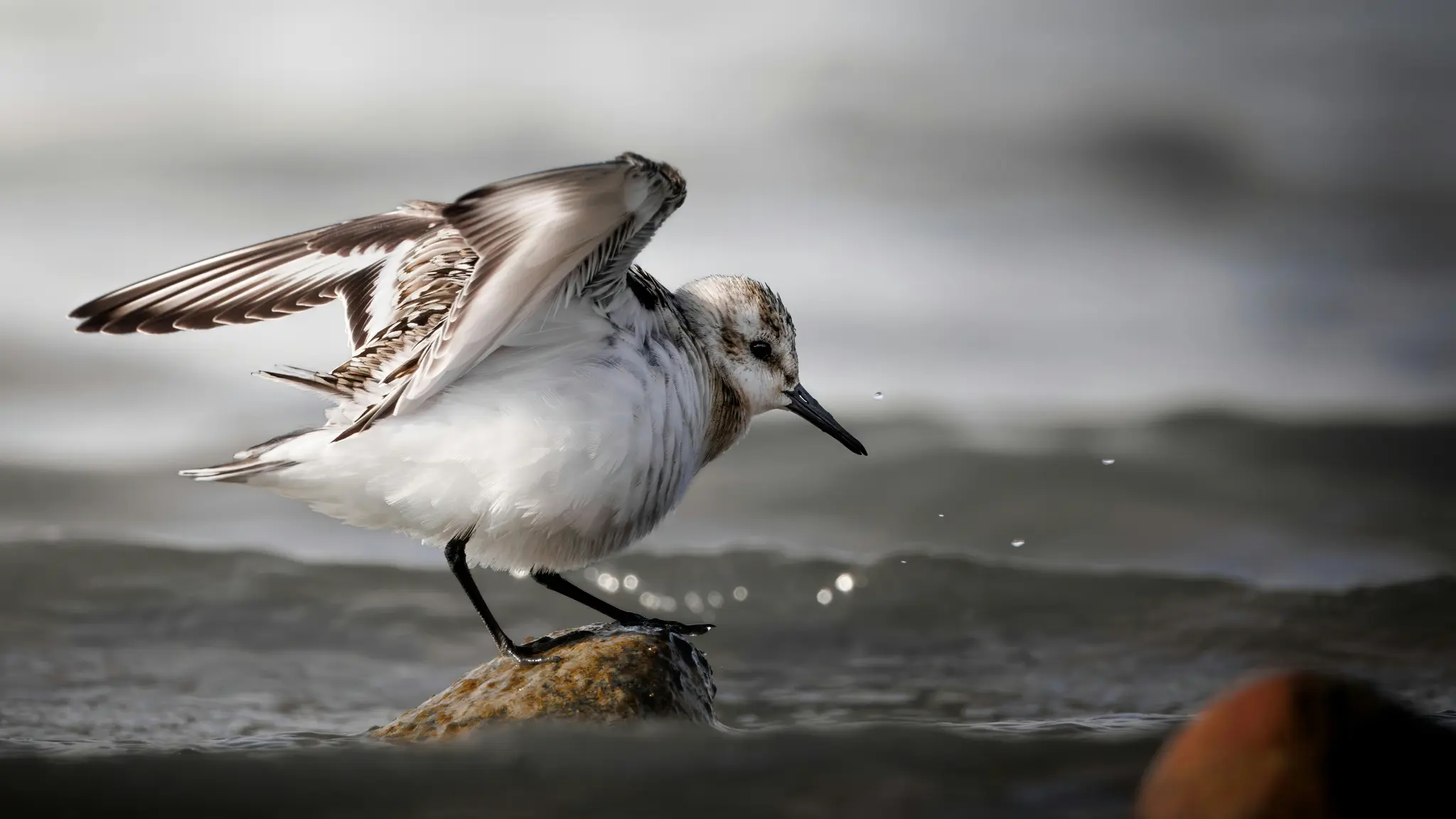 A small shorebird, possibly a sandpiper, with white underparts and brown-patterned back and wings, stands on a wet rock.