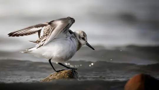 A small shorebird, possibly a sandpiper, with white underparts and brown-patterned back and wings, stands on a wet rock.