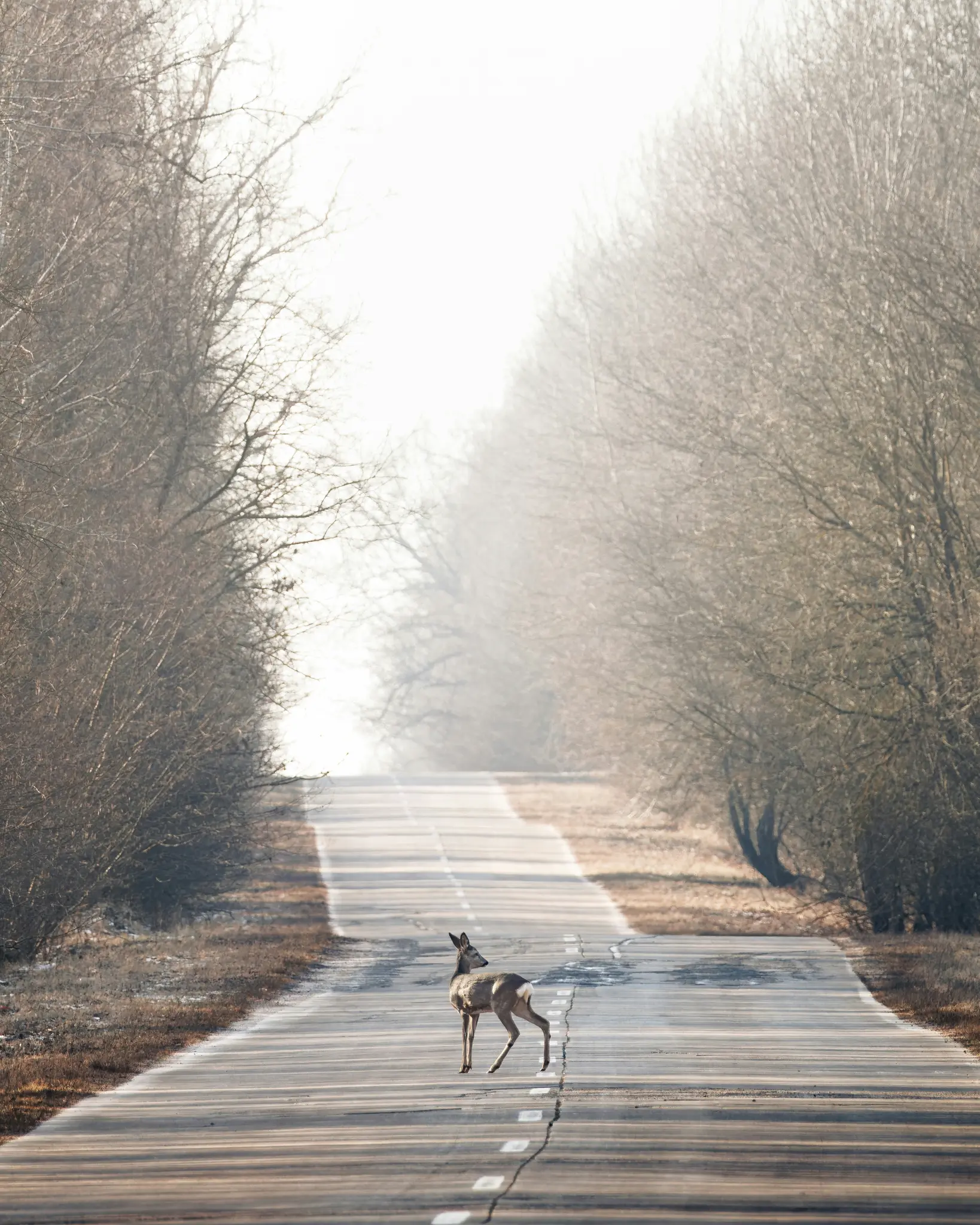 A deer stands in the middle of a long, empty road that stretches into a misty distance, flanked by bare trees.
