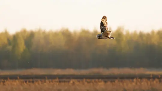 A short-eared owl with patterned brown and white feathers flies across a blurred landscape of dry grass and distant trees.
