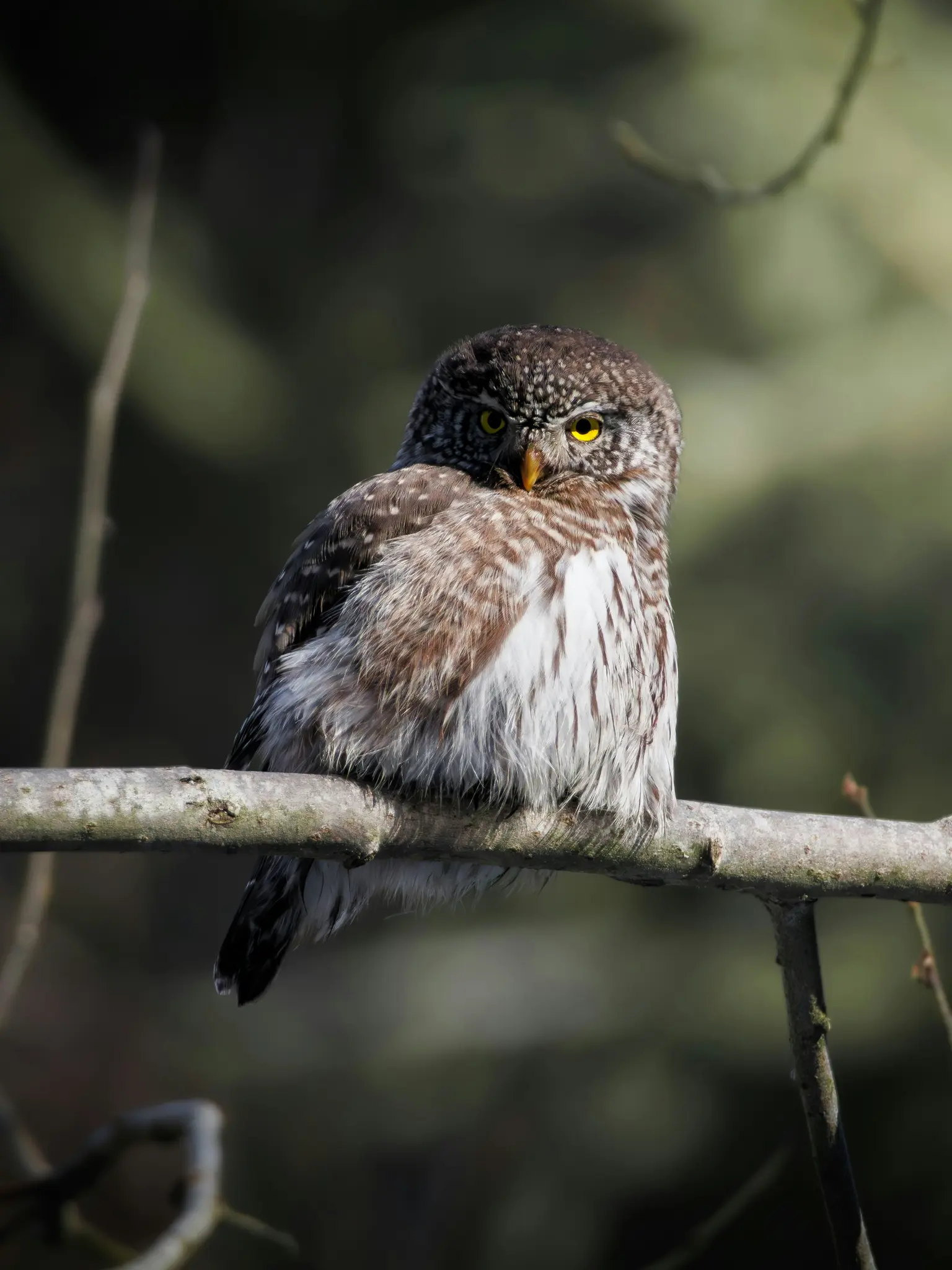 A small, mottled brown and white pygmy owl with piercing yellow eyes stares intently from a bare tree branch.