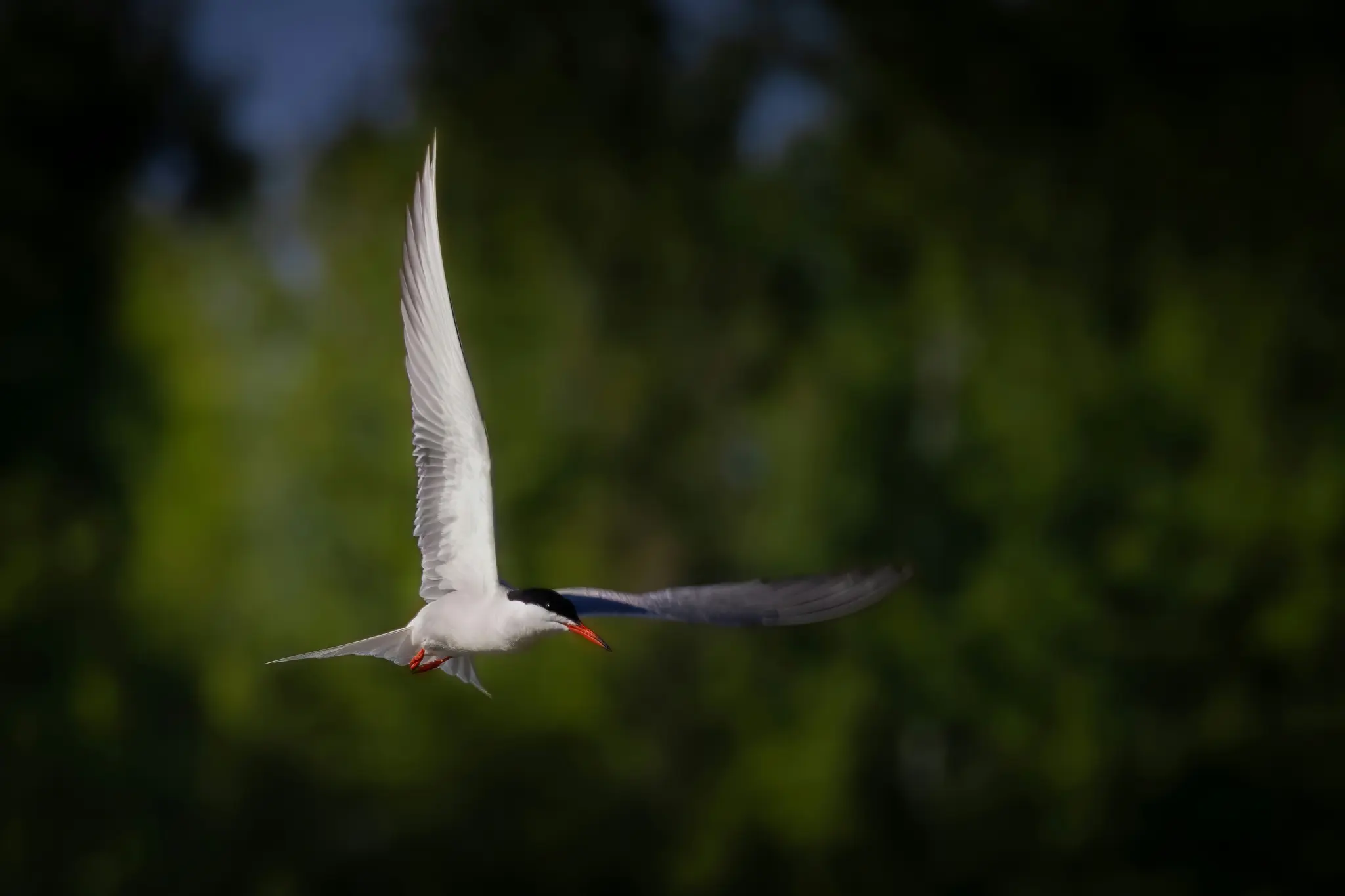 A white bird with a black cap and red beak flies across the frame, wings spread, against a soft, blurred green background.