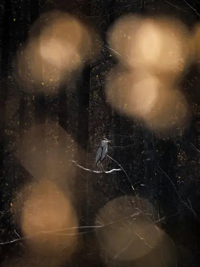 En gråhejre med et langt næb og grå fjerdragt sidder på en bar gren. Forgrunden er fyldt med store, varme bokeh.