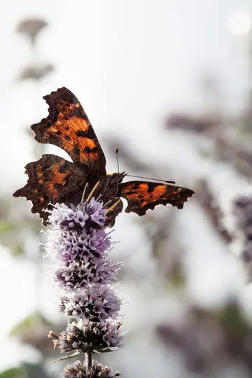 A close-up shot of a brown and orange butterfly with jagged wings resting on a light purple flower.