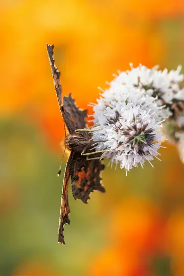 Primo piano, scatto verticale di una farfalla marrone con ali frastagliate che riposa su un grappolo di piccoli fiori