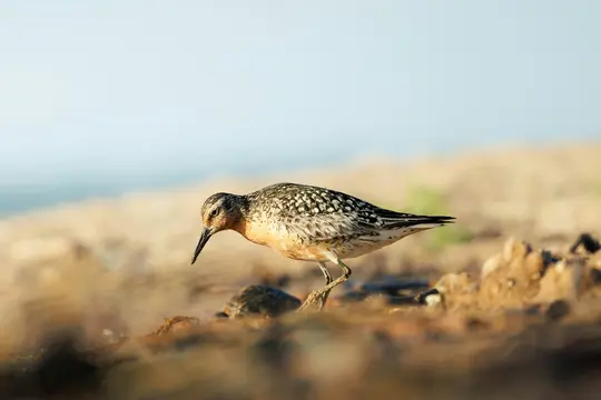 A small shorebird with speckled brown and white feathers and an orange-brown breast walks on dry, rocky ground.