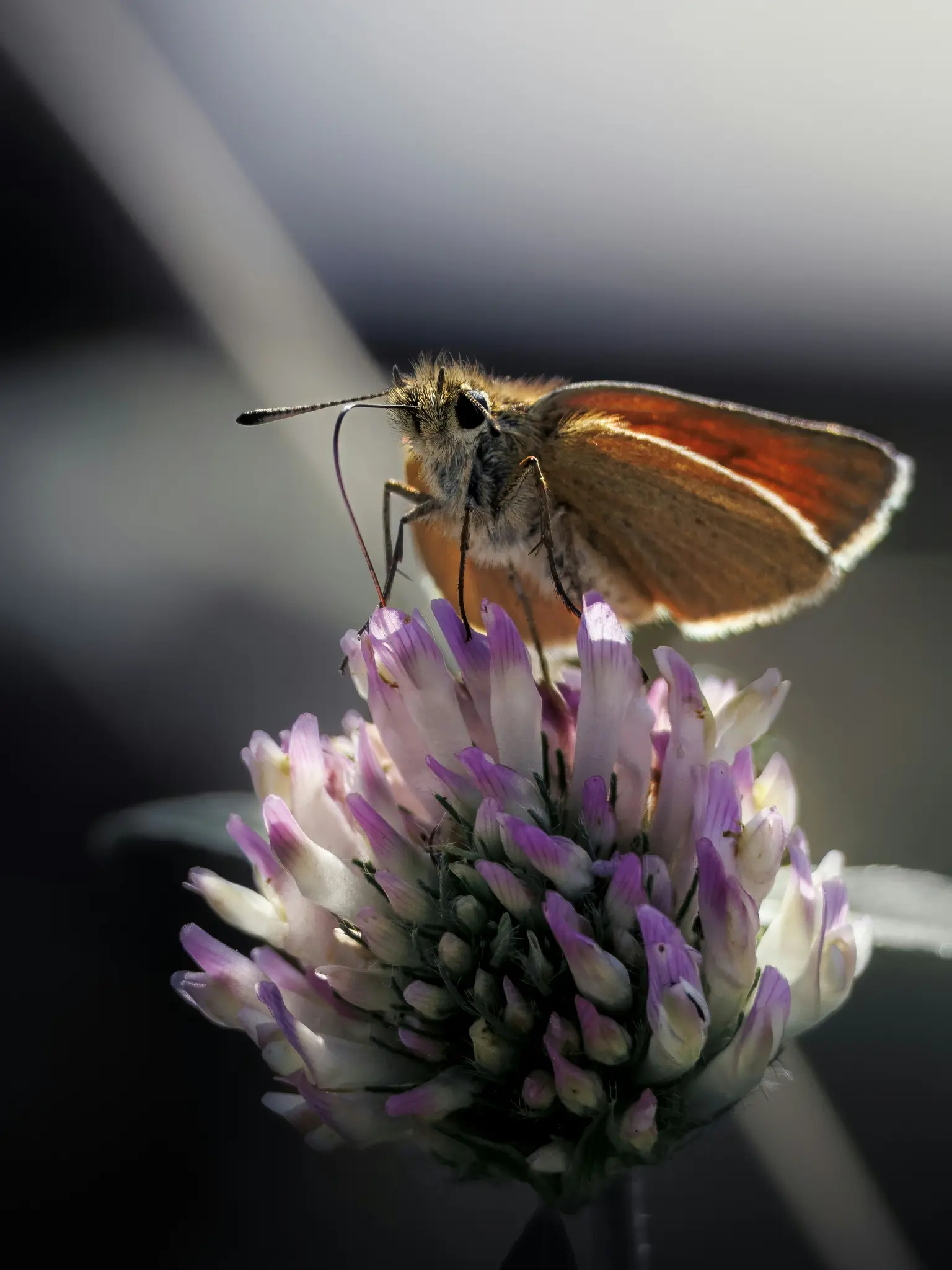 A close-up, vertical shot of a small brown butterfly with orange wings resting on a purple and white clover flower.