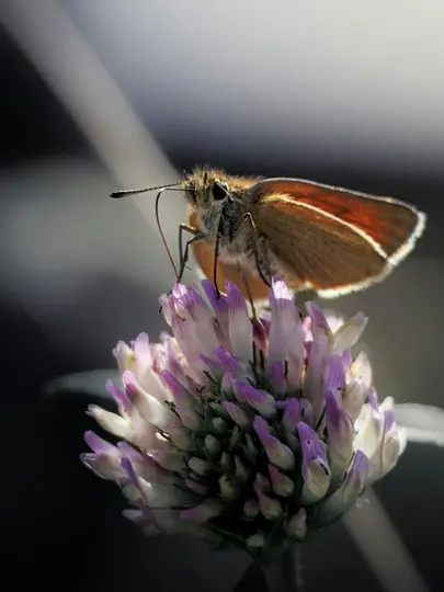 A close-up, vertical shot of a small brown butterfly with orange wings resting on a purple and white clover flower.