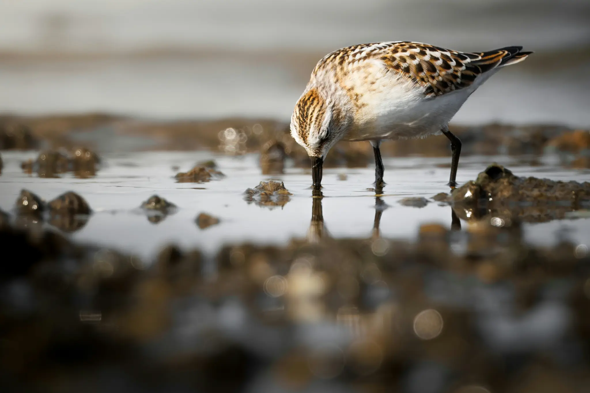 A small sandpiper bird with brown and white speckled feathers is shown in a close-up, head down, foraging in shallow water.