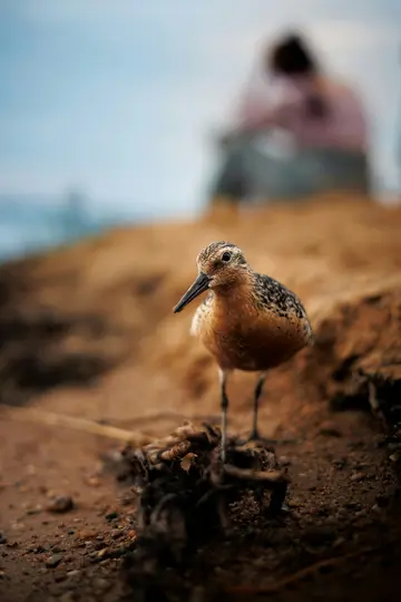 A close-up of a small, brown and speckled bird with a long dark beak standing on sandy ground. A blurred person is in the…