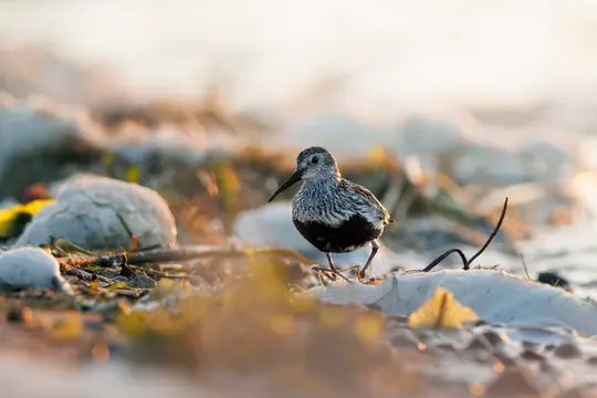 En lille strandfugl med et langt, mørkt næb og plettet hvid og mørkebrun fjerdragt står på en solbeskinnet strand.