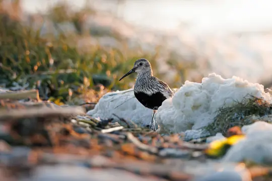 A small shorebird with speckled gray and white feathers and a black belly stands on one leg amidst white sea foam and…