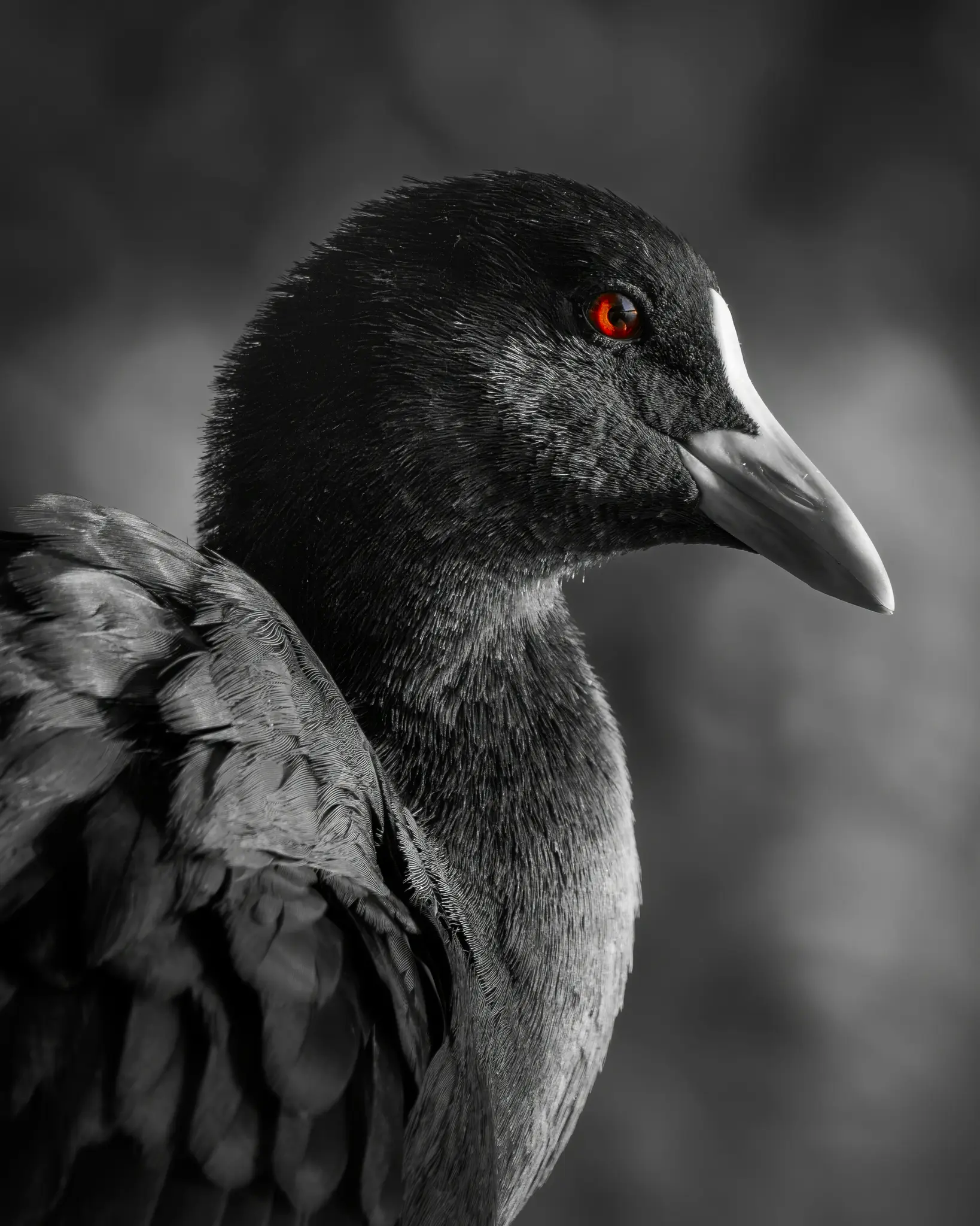 A dramatic close-up of a black bird with bright red eyes and a white beak, set against a blurred grey background.