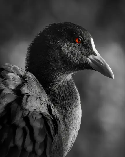 A dramatic close-up of a black bird with bright red eyes and a white beak, set against a blurred grey background.