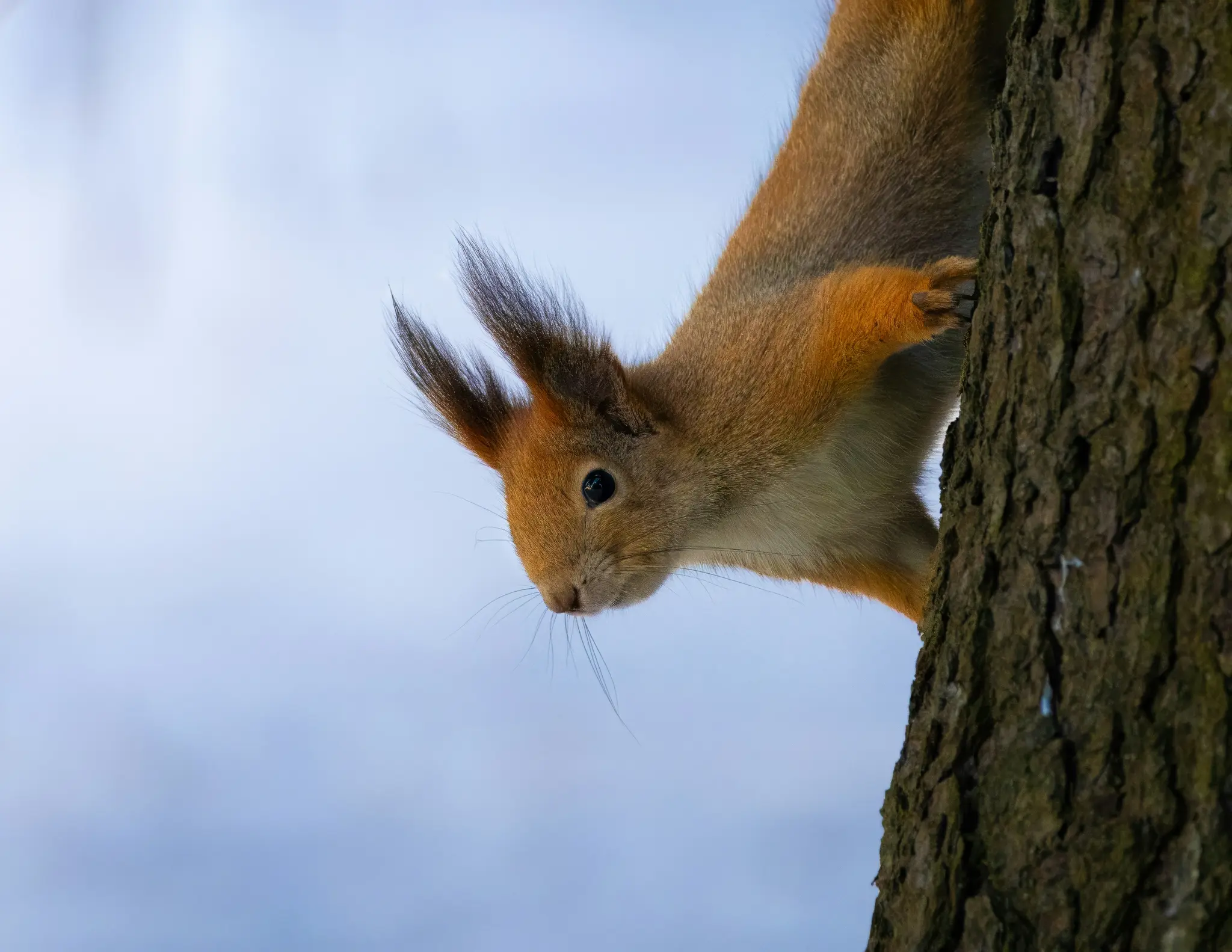 A close-up, diagonal shot of a red squirrel with prominent ear tufts, climbing headfirst down a tree trunk.