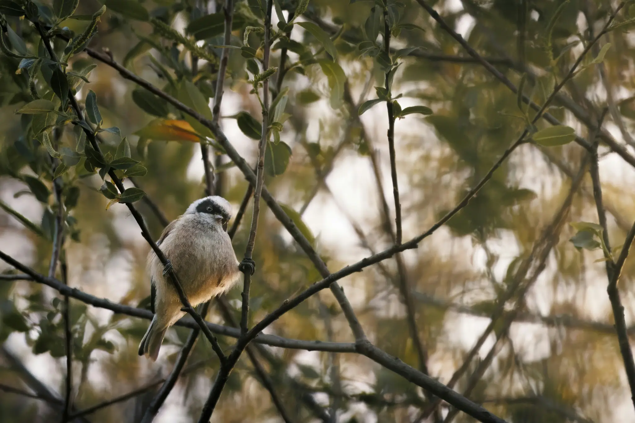 A small, fluffy bird with a white head and a distinct black stripe across its eyes perches on a thin branch.