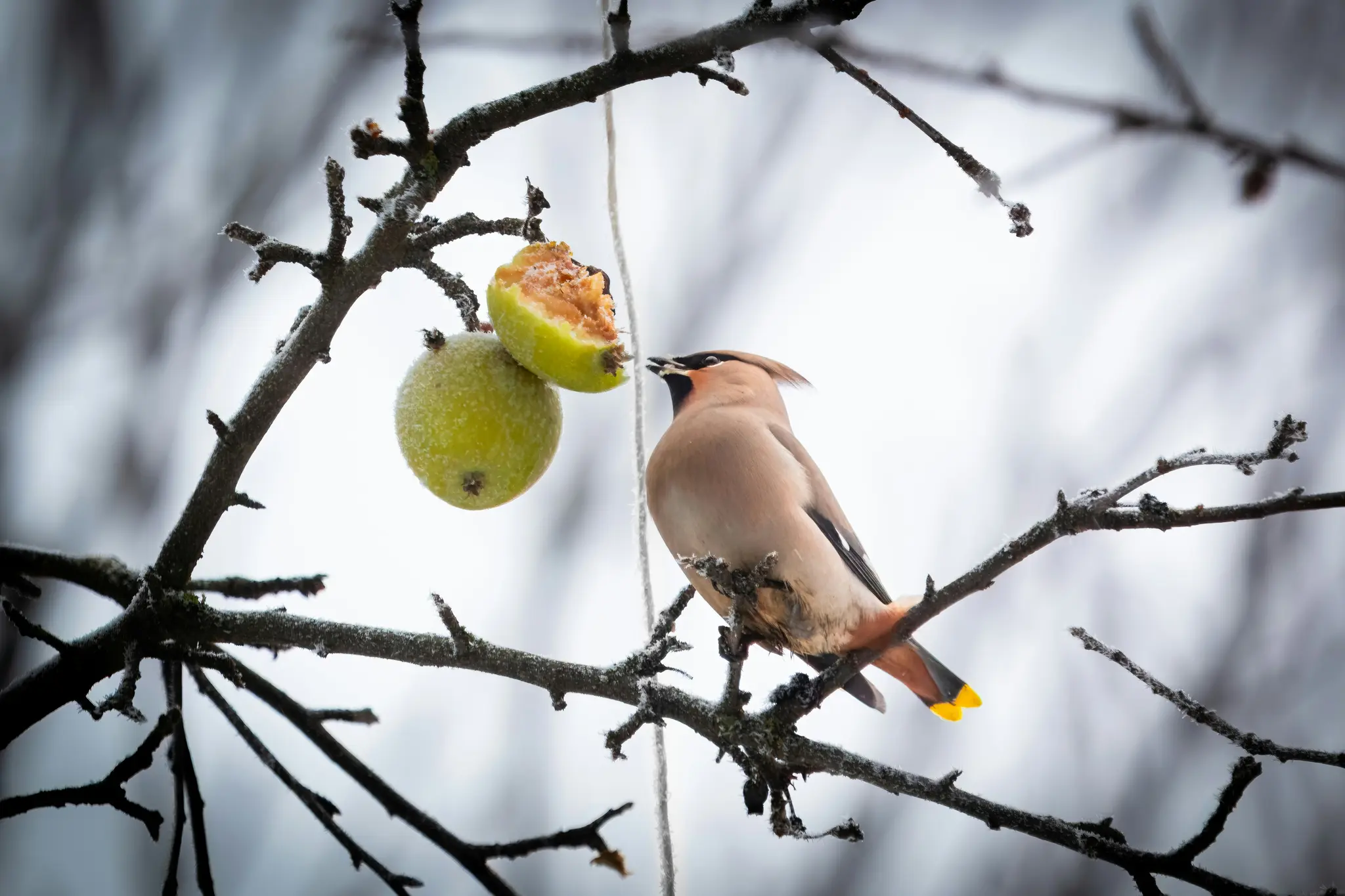 A small, crested bird with a beige body, black mask, and yellow-tipped tail feathers eats a green apple on a frosty branch.